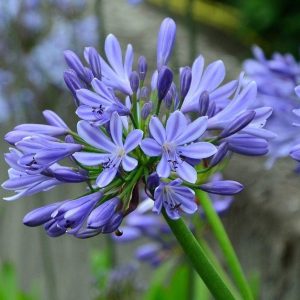 Агапантус (Agapanthus) Голл