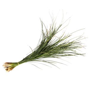 Берграсс (Bergrass) Голландия