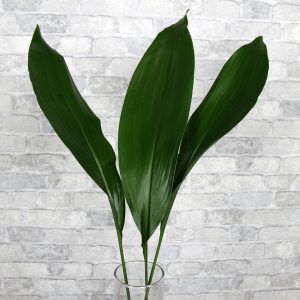 Аспидистра 70 см. (Aspidistra) Голландия 10 шт.