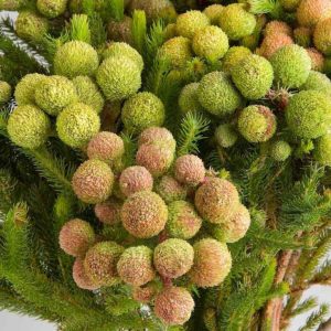 Берцелия Galpinii (Голл)
