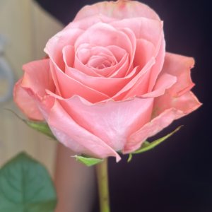 Роза Би Свит 70 см (Be Sweet)