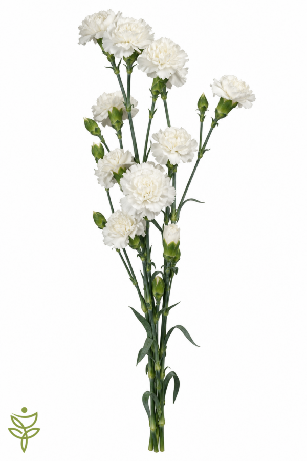 Гвоздика Селект Вайт (Select White) Funza Колумбия