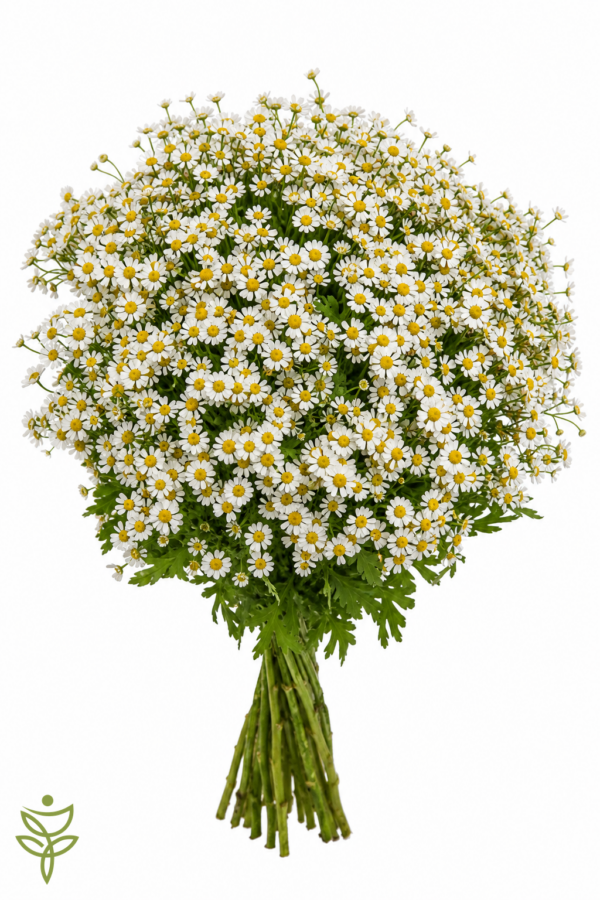 Танацетум PA SINGLE VEGMO 60 см (25 шт)