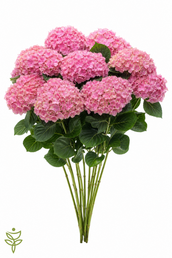 Гортензия Верена розовая 60 см. (Verena Pink) Голландия