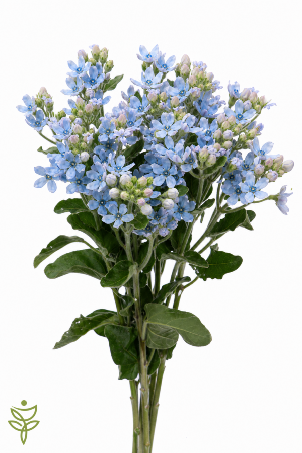Оксипеталум CO TAN PURE BLU 60 см (10 шт)