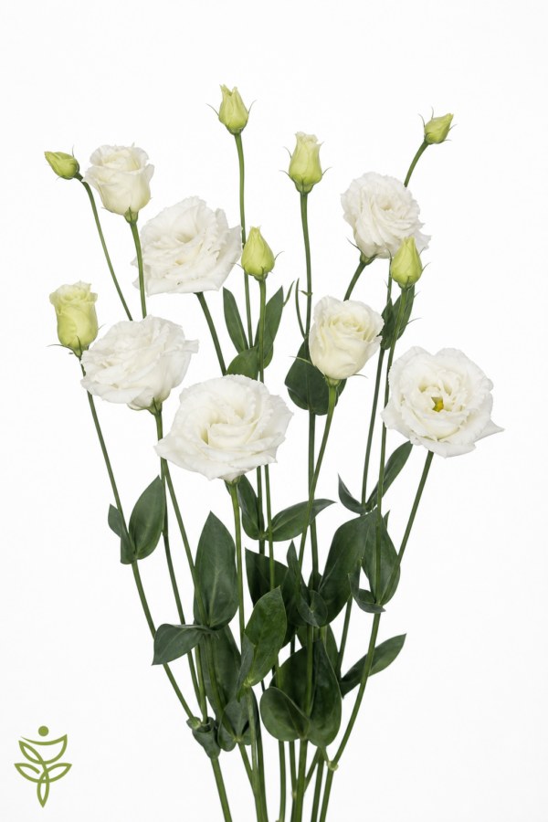 Эустома G ALISSA WHITE 70 см (10 шт)