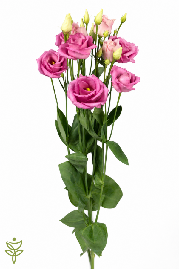 Эустома G ROSI ROSE PINK 70 см (10 шт)