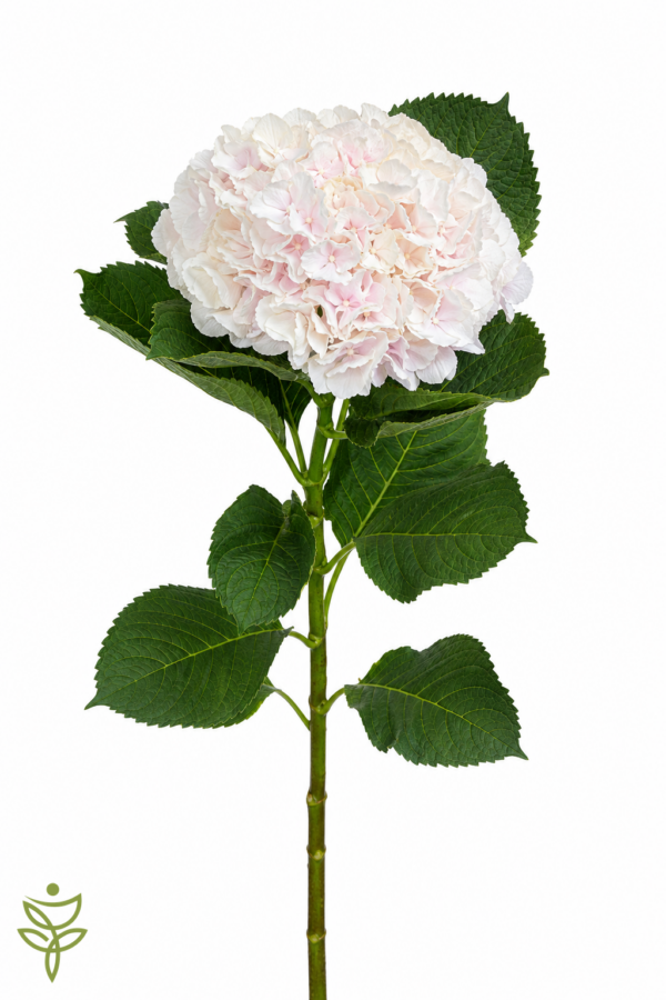 Гортензия Свит Верена 80 см. (Sweet Verena) Голландия